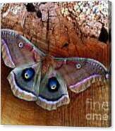 Polyphemus Moth Canvas Print