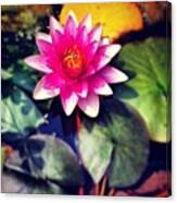 Pond Life :) #garden #lilly #pond Canvas Print