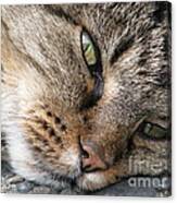 Pondering Canvas Print