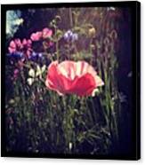 Poppy Canvas Print