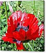 Poppy Canvas Print