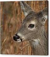 Portrait Of  Browsing Deer Canvas Print