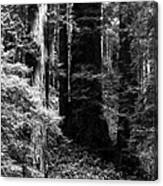 Prairie Creek Redwoods State Park 4 Canvas Print