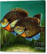Pretty Little Panfish Canvas Print