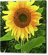 Pretty Sunflower Canvas Print