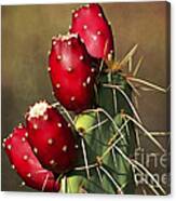 Prickley Pear Fruit Canvas Print