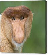 Proboscis Monkey Male Sabah Malaysia Canvas Print