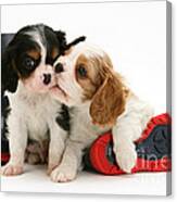Puppies With Rain Boots Canvas Print