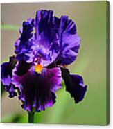 Purple And Orange Iris 2 Canvas Print