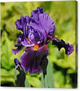 Purple And Orange Iris Flower Canvas Print