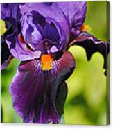 Purple And Orange Iris Ii Canvas Print