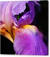 Purple And Yellow Iris Close Up Ii Canvas Print