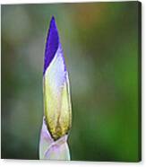 Purple And Yellow Iris Flower Bud Canvas Print