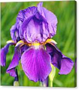 Purple And Yellow Iris Flower Canvas Print