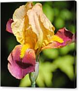 Purple And Yellow Iris Ii Canvas Print