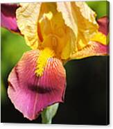Purple And Yellow Iris Iii Canvas Print