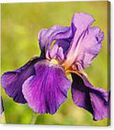 Purple And Yellow Iris Canvas Print