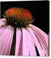 Purple Cornflower Canvas Print