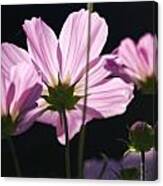 Purple Cosmos Canvas Print