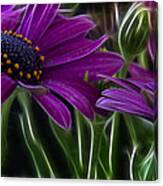 Purple Daisy Canvas Print