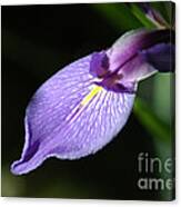 Japanese Iris Petal Canvas Print