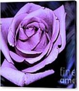 Purple Rose Canvas Print