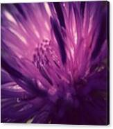 Purple Thistle Flower Canvas Print