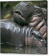 Pygmy Hippopotamus Hexaprotodon Canvas Print