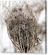 Queen Anne's Lace Seed Pods Canvas Print
