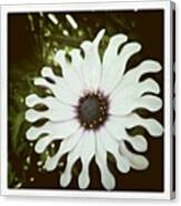 Quirky Little Flower Canvas Print
