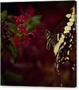 Radiant Swallowtail Canvas Print
