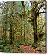Rain Forest In Fall Canvas Print