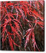 Raindrops On Maple Canvas Print