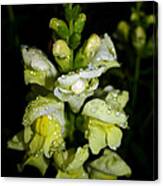 Raindrops On Snapdragons Canvas Print