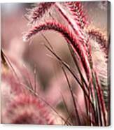 Raspberries With Whip Cream Canvas Print