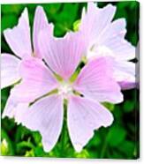 Really Cool Flowers! Canvas Print