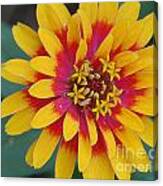 Red And Yellow Flower Canvas Print