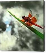 Red Dragonfly Canvas Print