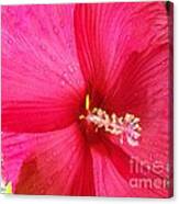 Red Hibiscus Close Up With Raindrops Canvas Print