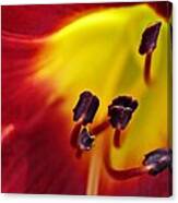 Red Lily Center 5 Canvas Print
