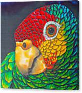 Red Lored Parrot Canvas Print