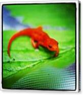 #red #newt #salamander Canvas Print