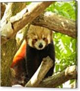Red Panda From The National Zoo Canvas Print