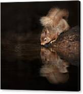 Red Squirrel Reflection Canvas Print