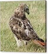Red Tail Hawk Two Canvas Print