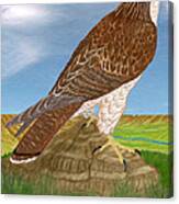 Red Tail Hawk Canvas Print