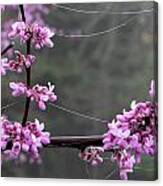 Redbud With Webs And Dew Canvas Print