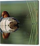Redhead Duck Male With Reflection Canvas Print