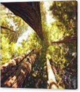 #redwood #ca #california Canvas Print