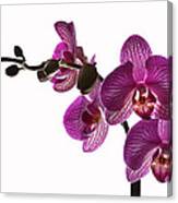 Regal Orchid Canvas Print